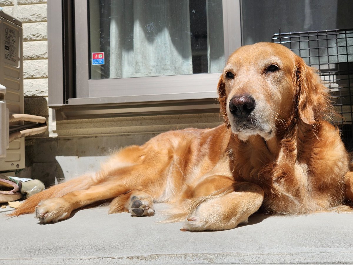 ゴールデンレトリバー Jessica (@Jessica_GRjp) / Posts / X, image size:1200x900