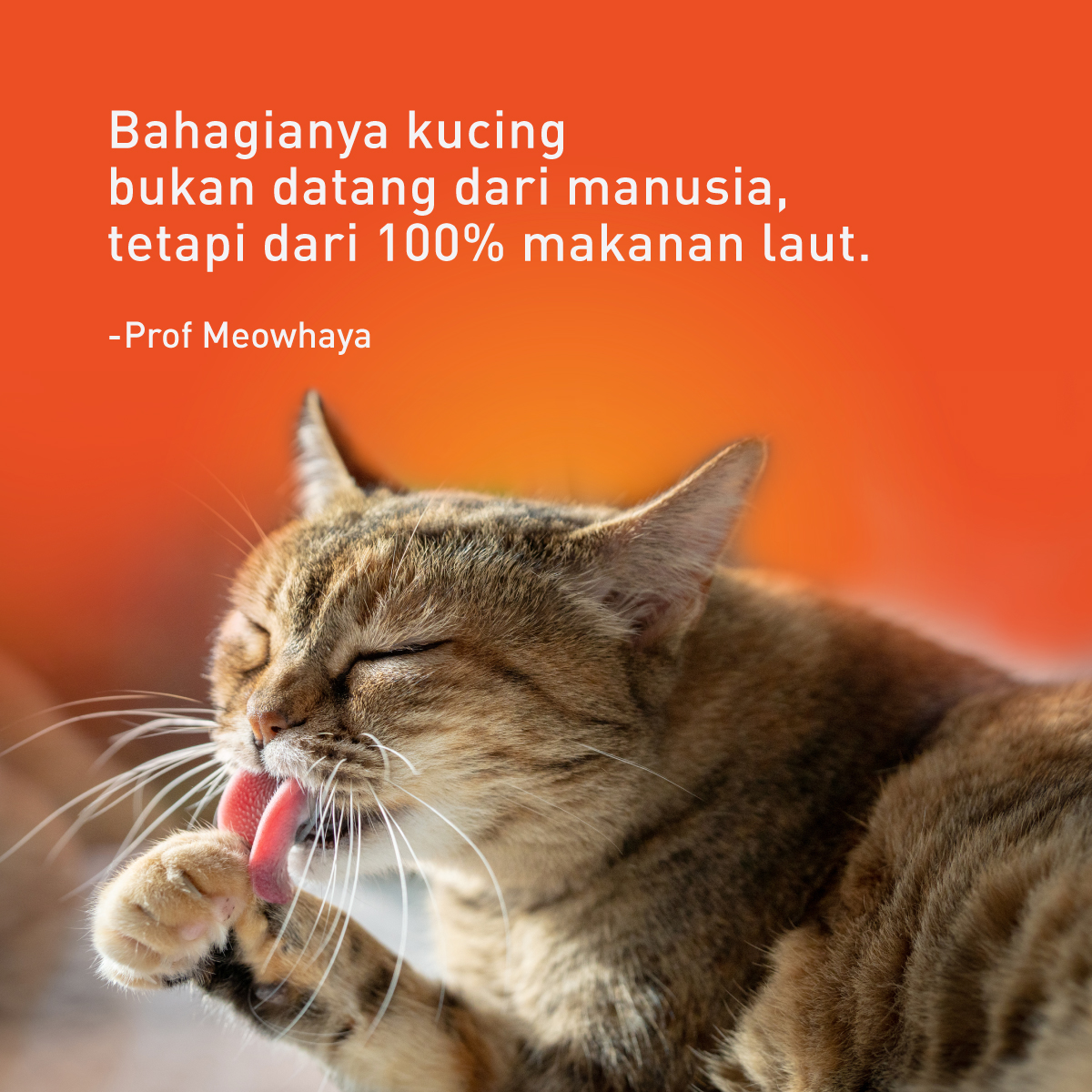 prodietmy's tweet photo. Percayalah! Si Manja akan lebih sayangkan anda.

#ProDietMY https://t.co/19eeAn9dD7