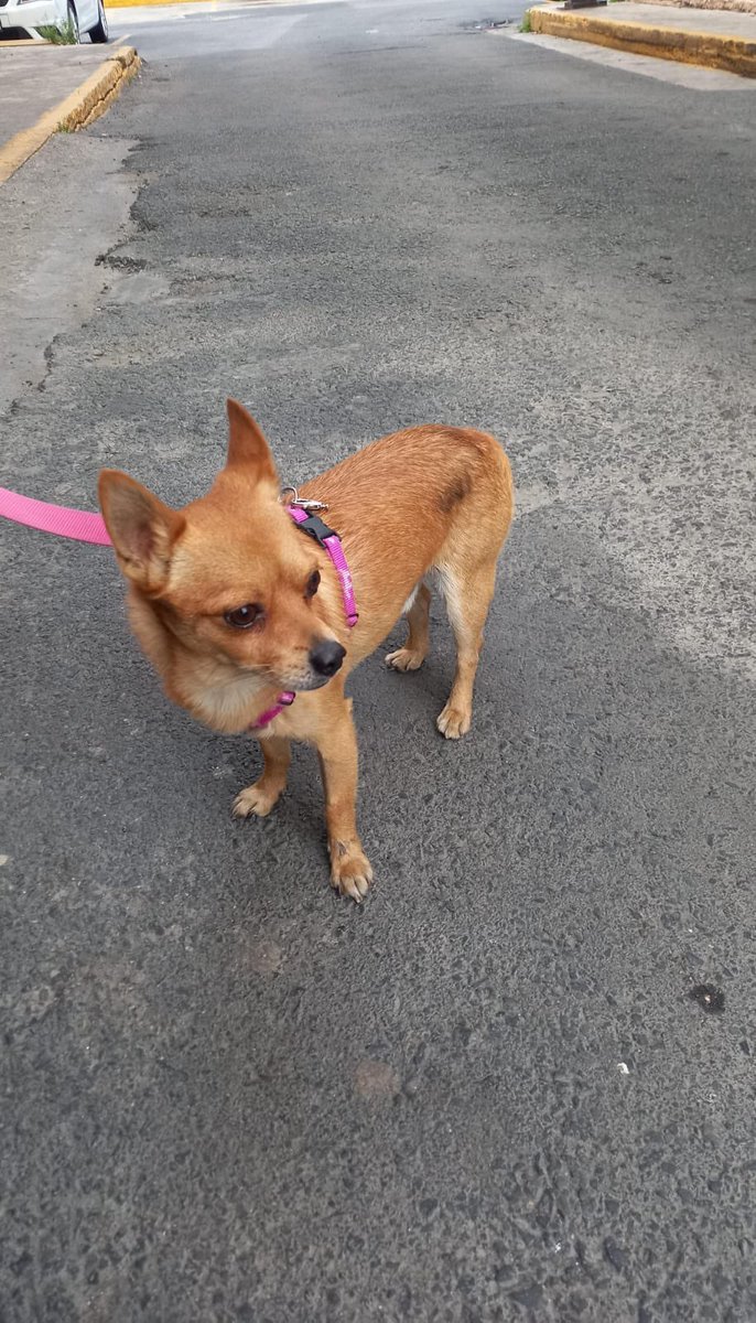 diana_dfc's tweet photo. Perrito macho encontrado en Iztapalapa col presidentes de Mexico, sin collar ni placa, alguien lo reconoce o puede dar HT??? @MascotasSismo @perrososmx @acano52 @iztalccihuatl @_PatriciaAnaya @Unidos_Buscando @PerdiDogsCDMX @mascotasdifunde @ProyectoSixPack @soymolid https://t.co/MVhXa2w1dK