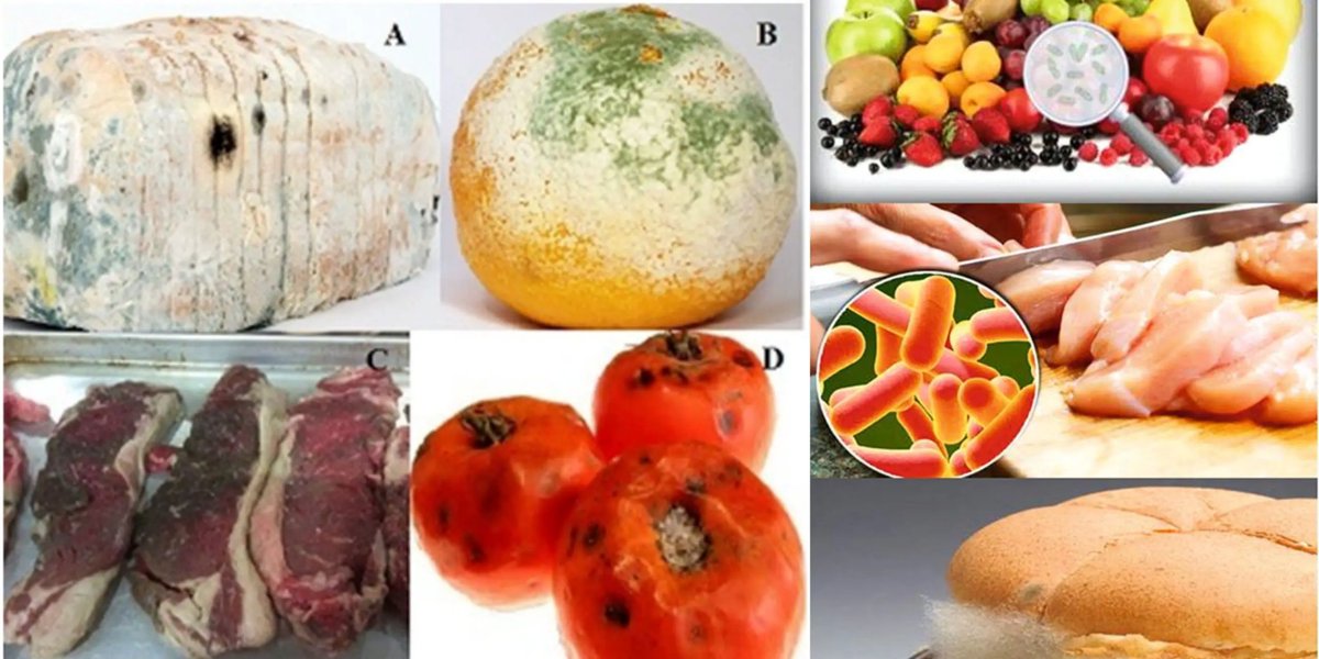 FoodMicrobiolo6's tweet photo. #Foodspoilagebacteria:
The predominant bacteria associated with spoilage are #Brochothrixthermosphacta, #Carnobacterium spp., #Lactobacillus spp., Lactococcus spp., Leuconostoc spp., Pediococcus spp., #Stretococcus spp., Kurthia zopfii, and Weisella spp. https://t.co/XYeXWA8p95