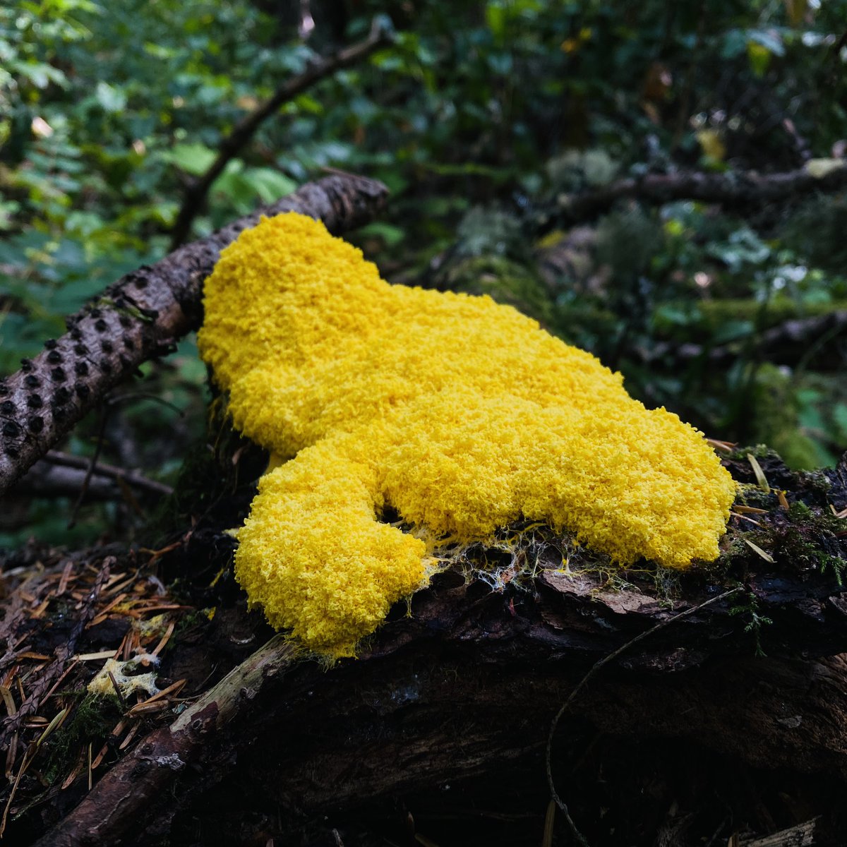 fungiviking's tweet photo. #fungi #polypore #slimemold https://t.co/whJ6C9HQRB