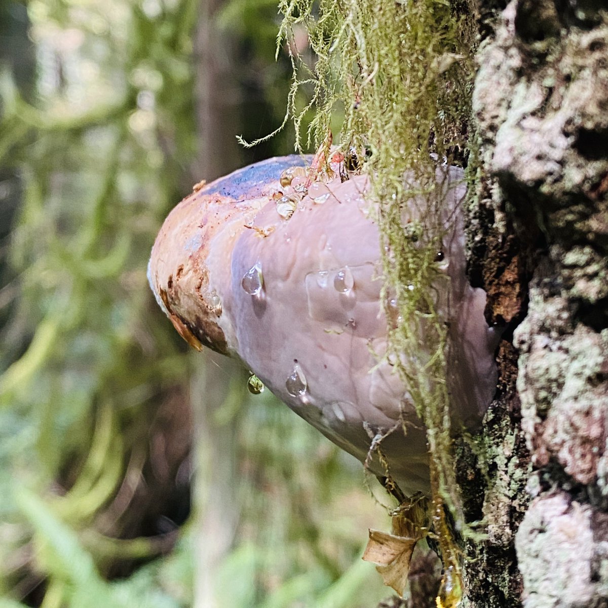 fungiviking's tweet photo. #fungi #polypore #slimemold https://t.co/whJ6C9HQRB
