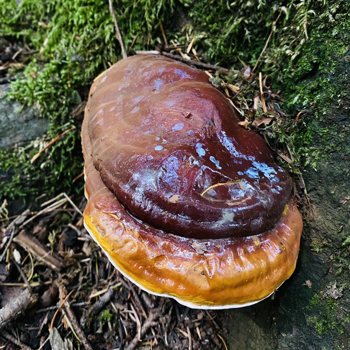 fungiviking's tweet photo. #fungi #polypore #slimemold https://t.co/whJ6C9HQRB