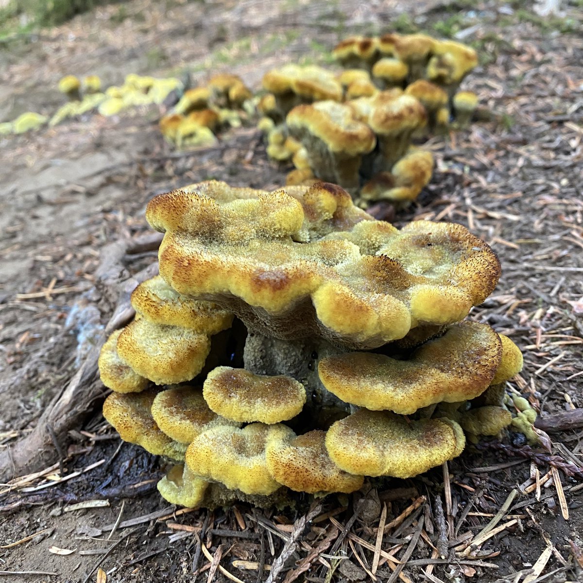 fungiviking's tweet photo. #fungi #polypore #slimemold https://t.co/whJ6C9HQRB