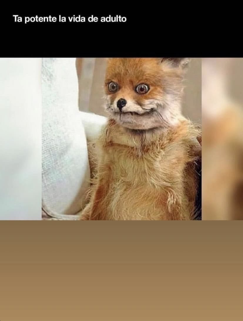 SebastianTJ's tweet image. Bien potente