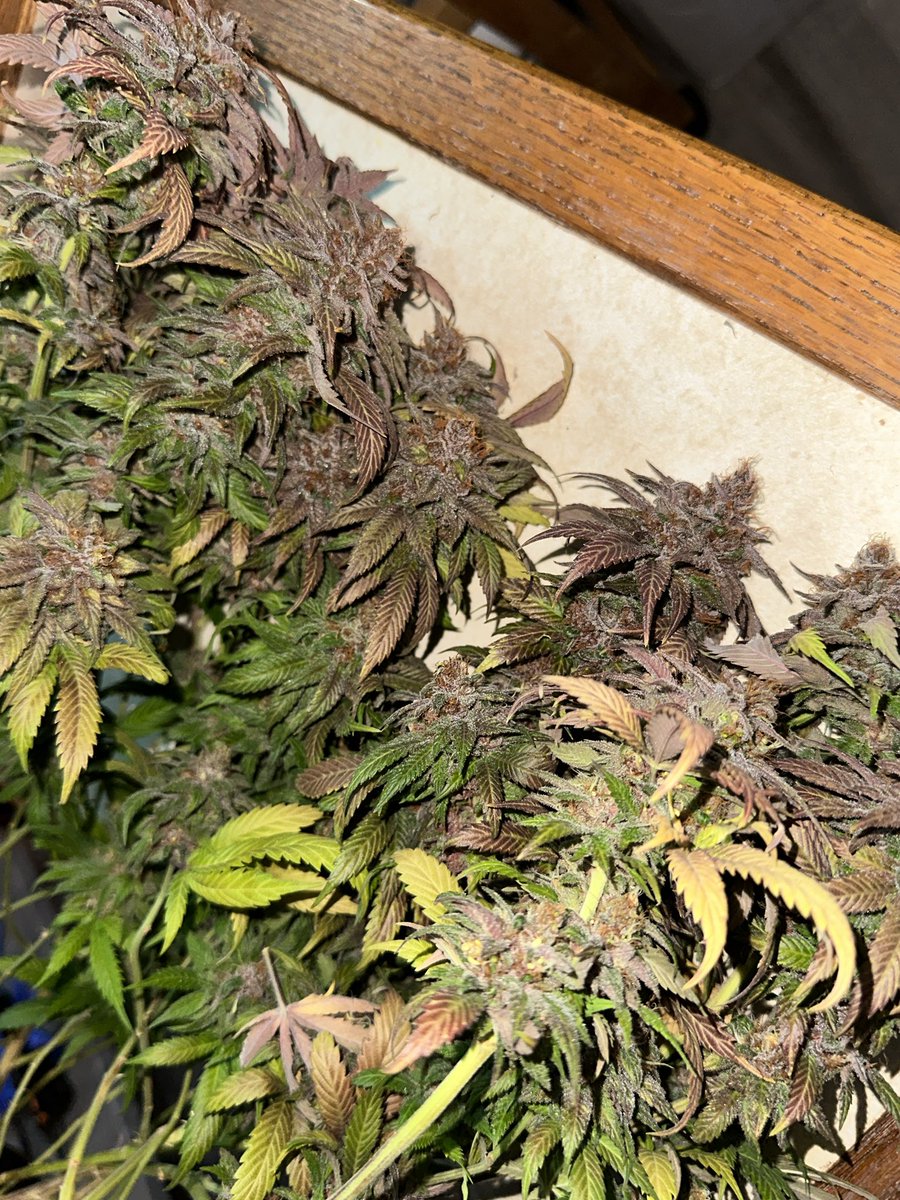 gasmanthegascan's tweet photo. Hard to get a good shot of this one lol usually a nice sign… #ravenclaw by @DavdTheRockstar using #bostoncreampie by Mass Medical and then his own #platformnineandthreequarters this pheno is Boston leaner for sure #CannaLand #fohsegrown #gasinthedeltapass #Mmemberville https://t.co/pNRx6Q7HOo