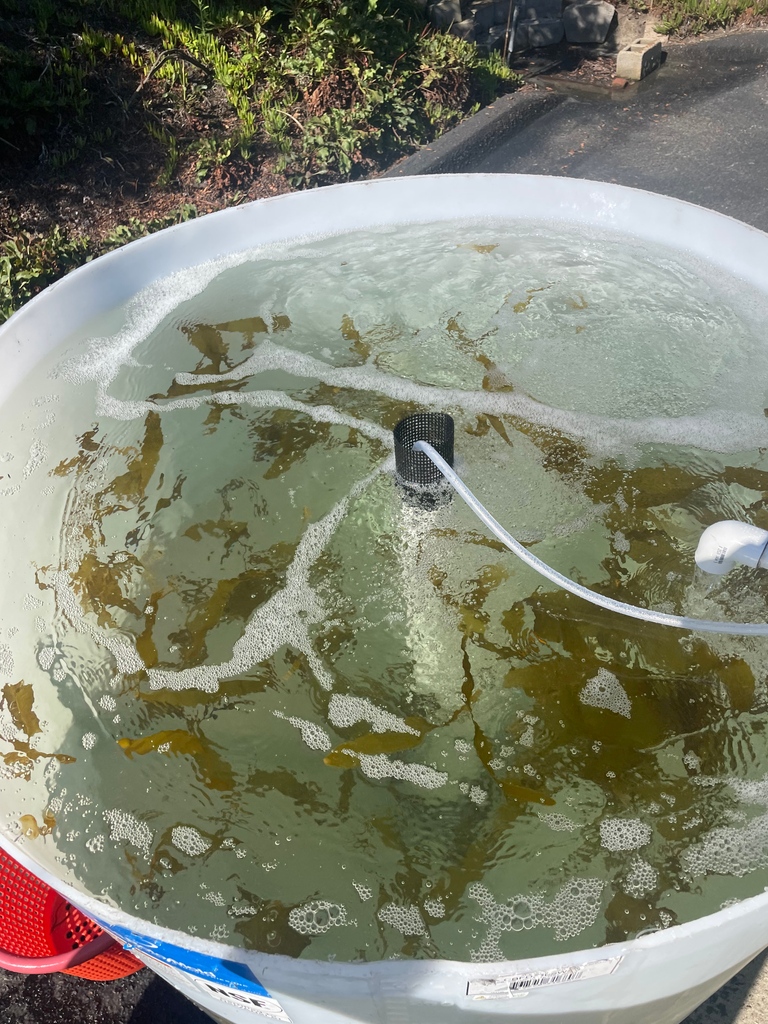 Meet our macroalgae! It comes in three types: Greens, Reds, and Browns. Today, we highlight Macrocystis pyrifera, commonly known as Giant Kelp! Found worldwide, this species can grow 1 foot a day in the wild and reach over 100 feet long.