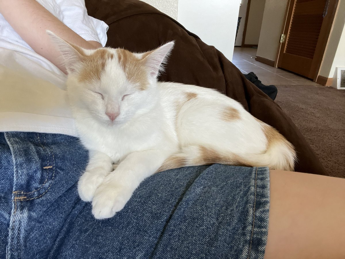 himb0kuto's tweet photo. had such a :3 good day i ❤️ abby and i ❤️ my cat and good things are continously coming into my life . i am moving forward and always learning more about me and the world.  i am loved and supported as i love and support 🧿🍀🌍☯️ https://t.co/IVYao9yveY