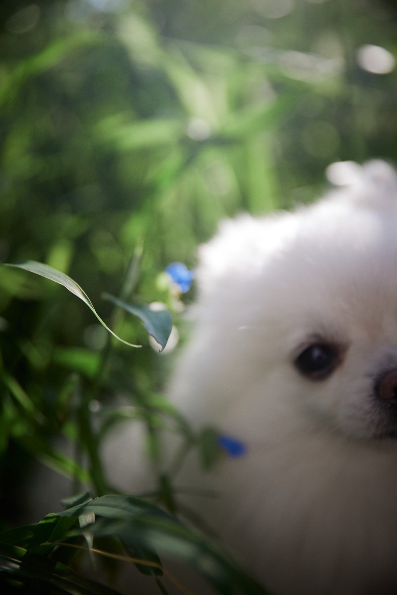 cabechee's tweet photo. #子犬 #ポメラニアン #puppy #dog #pomeranian #bert https://t.co/uZJiraFjId
