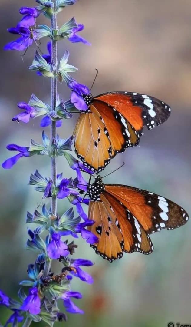 Mr. Wafa (@sher_joya) on Twitter photo 