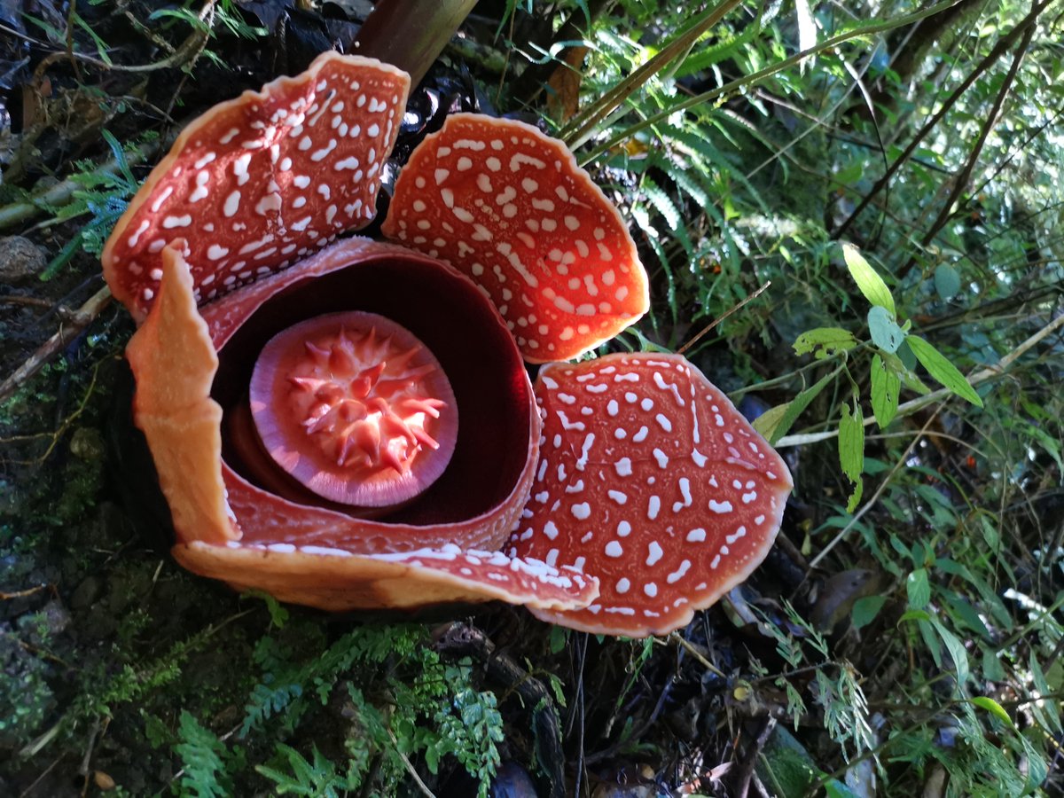 OBGHA's tweet photo. Botanists from @OBGHA and @UPLBOfficial have reinstated a species of Rafflesia in a paper published today in @Phytotaxa. Rafflesia banaoana measures half a metre across and grows deep in forests of the Cordillera Central in Luzon. @thorogoodchris1 https://t.co/wwinZJ425H https://t.co/8MaaTgwjjs