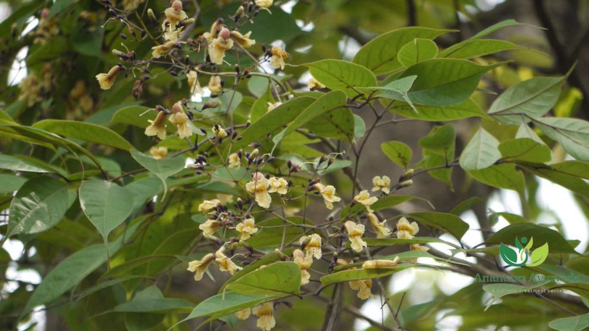 arunjharwal's tweet photo. #howto Use Patala
In the practice of Ayurveda, harnessing the therapeutic potential of #patala involves employing various methods to maximize its #Benefits. Here's a comprehensive guide on how to effectively use Patala for your well-being:
1. Decoctions and Infusions
Preparing #decoctions or #infusions from Patala's bark is a common approach. To create a decoction, boil a small amount of Patala bark in water until it reduces to about one-third of its original volume. Strain the liquid and consume it. This method allows you to extract the beneficial compounds of Patala for internal use.
2. Topical Applications
For skin-related concerns, it can be used topically. Create a paste from the powdered Patala bark mixed with water or a carrier oil like #coconutoil. Apply this paste to the affected area to soothe irritations, #rashes, or #itching. This external application can provide relief and promote #skin healing.
3. Herbal Formulations
Ayurvedic practitioners often incorporate Patala into herbal #formulations tailored to specific health needs. These formulations might combine it with other herbs to create synergistic effects, addressing various ailments like #respiratoryissues, #digestivediscomfort, or #inflammation.
4. Dietary Inclusion
Integrating it into your #diet can be beneficial, especially when aiming to balance doshas or support overall well-being. This can be achieved by adding powdered Patala bark to herbal #teas, #soups, or #stews. Its astringent and bitter tastes can enhance the flavor and medicinal properties of your culinary creations.
5. Ayurvedic Consultation
Before incorporating it into your routine, it's advisable to consult a qualified #ayurvedic practitioner. They can assess your constitution (dosha), current health status, and any specific health concerns. This personalized guidance ensures that you use it in a way that suits your unique needs.
6. Moderation and Dosage
While it offers a range of benefits, moderation is key. Adhere to recommended #Dosage provided by Ayurvedic practitioners or reputable sources. Overconsumption can lead to imbalances, especially for individuals with specific dosha predominance.
7. Safety and Precautions
While it offers a multitude of benefits, it's crucial to exercise caution and adhere to recommended dosages. #pregnant and #lactating individuals should consult with a healthcare professional before using it. As with any herbal remedy, individual sensitivities can vary, so it's advisable to perform a patch test before topical application.
8. Consistency
#consistency is crucial when using herbal remedies. Incorporating it into your routine over time allows your body to adapt and respond positively to its therapeutic effects.
By following these guidelines and respecting the principles of Ayurveda, you can harness the potential of Patala to enhance your overall well-being. Remember, individual needs and responses vary, so seek personalized advice from experts for an optimal experience.
https://t.co/zVDf9dCMcK
