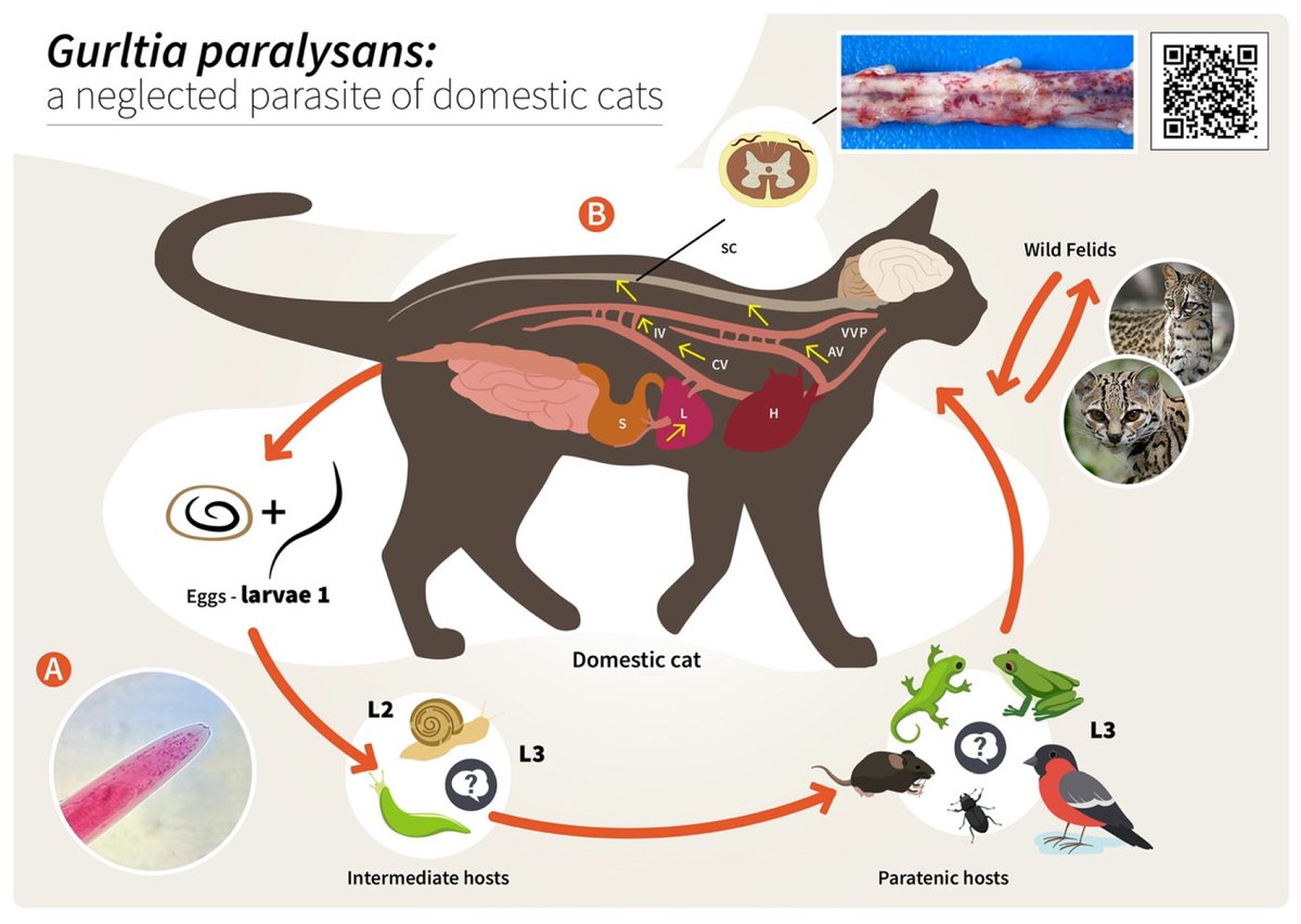 Pathogens MDPI tweet media