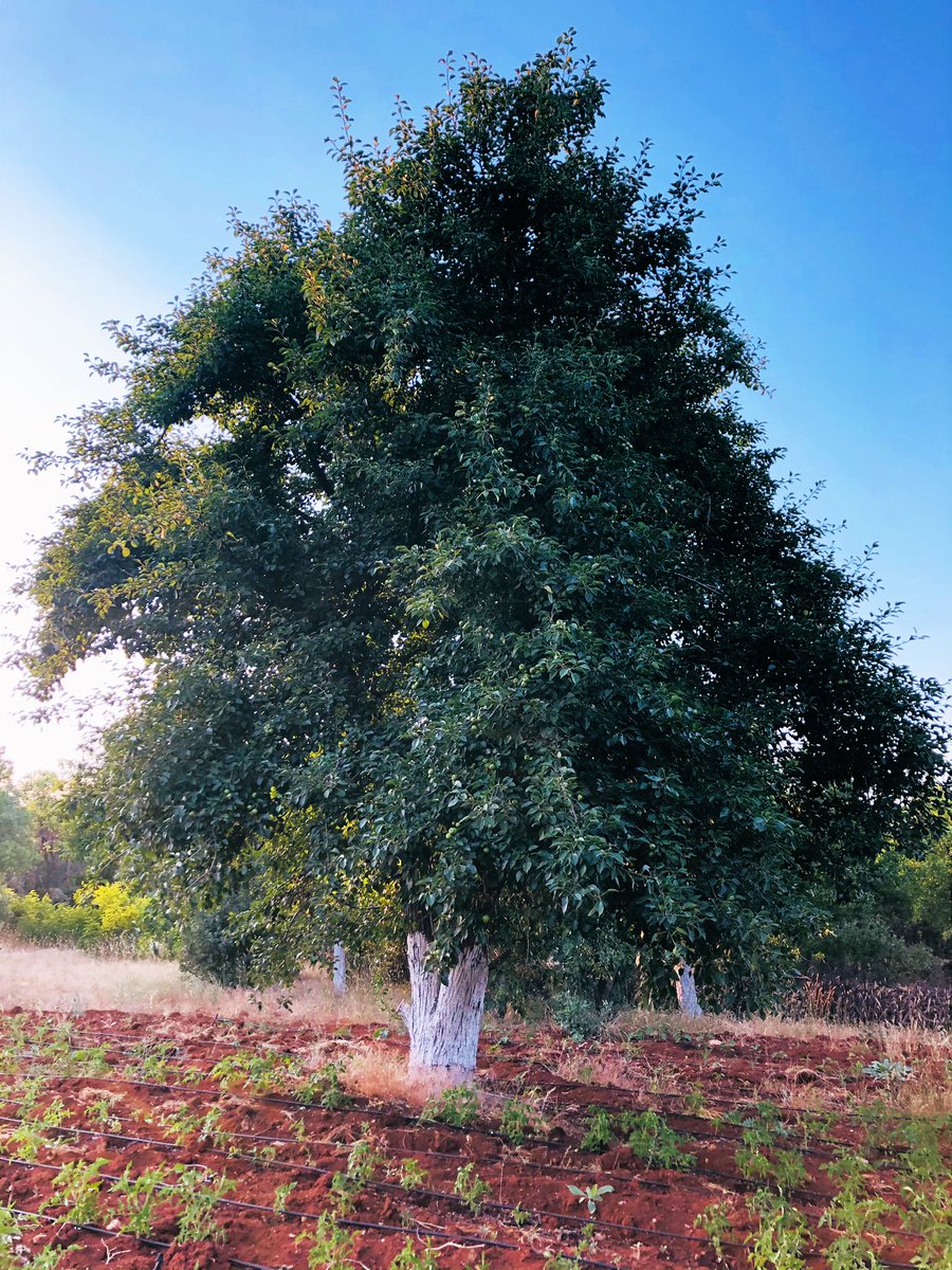 Happy #thicktrunktuesday 🌲🌳
#TreeClub #trees #tree #NatureBeautiful #treepeople #nature #NaturePhotography #naturelover #landscapephotography #landscape #NatureCommunity #leaves #morning #MorningMotivation #tuesdaymotivations #Tuesday #TuesdayFeeling #viral #viralpost 
🌲🌳