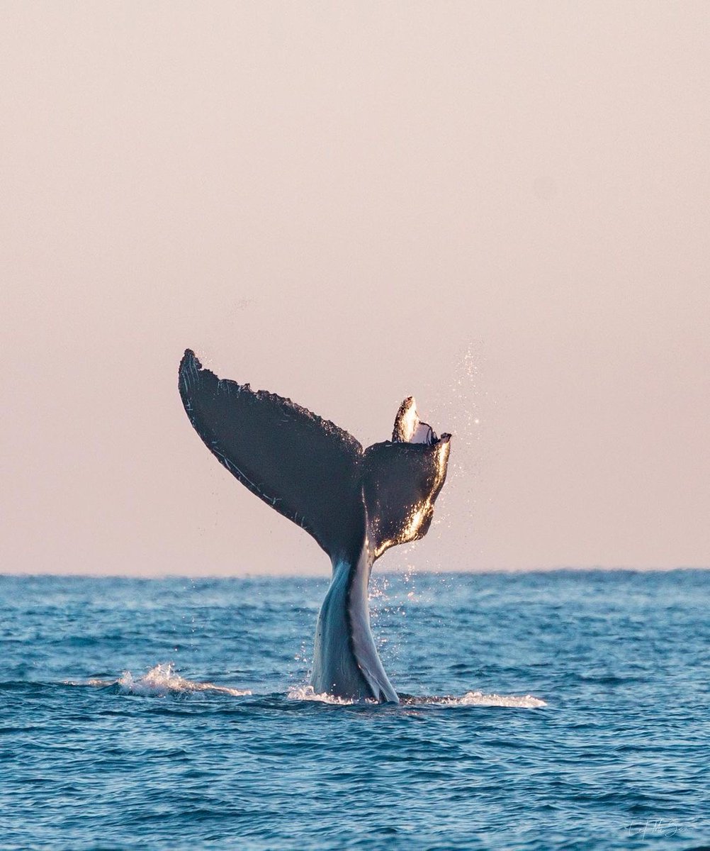 What an epic whale season we've had so far on the Sunshine Coast 🐳 💙 

📷 credit: @letmesea (on Instagram) 

#visitsunshinecoast #seeaustralia #thisisqueensland #sunshinecoastforreal <a href="/Queensland/">Queensland Australia</a> <a href="/Australia/">Australia</a>