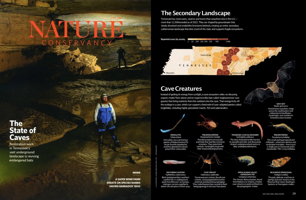 Editorial illustrations for Nature Conservancy Magazine. Fall 2023 Issue.

Illustration of 9 creatures for a 6-page article about the health and conservation of the near-threatened Tennessee caves' gray bats (Myotis grisescens).

behance.net/gallery/179072…

#wildlife #illustration