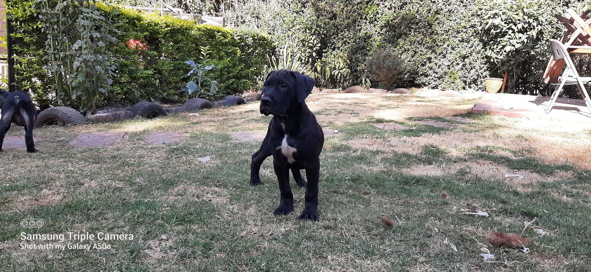 muiruribryan's tweet photo. Boerboel puppies in search of New homes...
Fully vaccinated and dewormed 
Dm for prices or 0722513364

Oppo reno10 launch, Africa climate summit 23 , maina and kingangi, acs23, konza liveable city, kicc https://t.co/4HYu9zDSoH