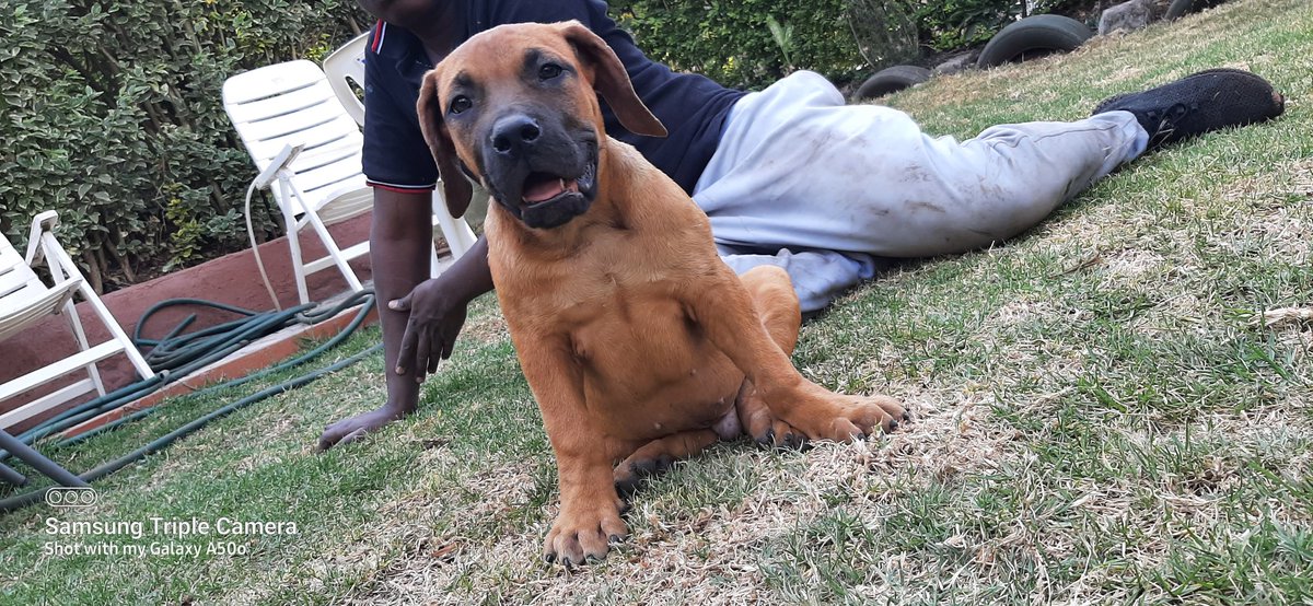 muiruribryan's tweet photo. Boerboel puppies in search of New homes...
Fully vaccinated and dewormed 
Dm for prices or 0722513364

Oppo reno10 launch, Africa climate summit 23 , maina and kingangi, acs23, konza liveable city, kicc https://t.co/4HYu9zDSoH