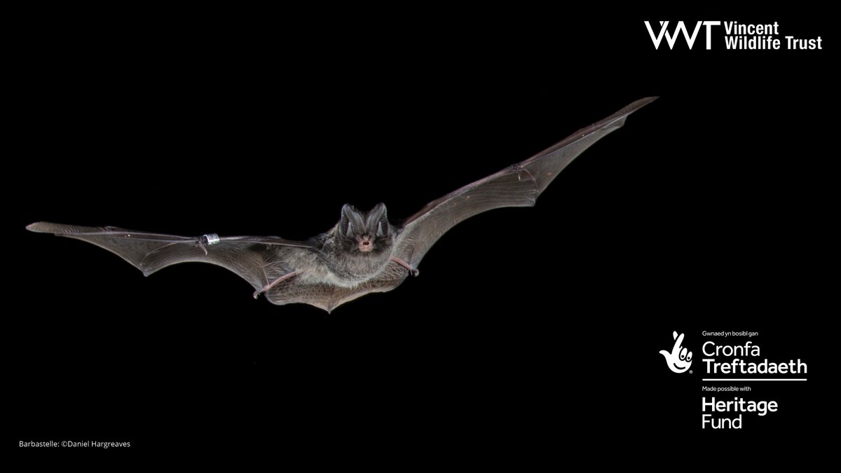 Would you like to engage communities to restore one of Britain’s rarest bats? Do you have excellent communication and engagement skills? Could you be our Barbastelle Conservation Officer at VWT’s @NaturAmByth barbastelle conservation project in Wales. vwt.org.uk/vacancies-2/