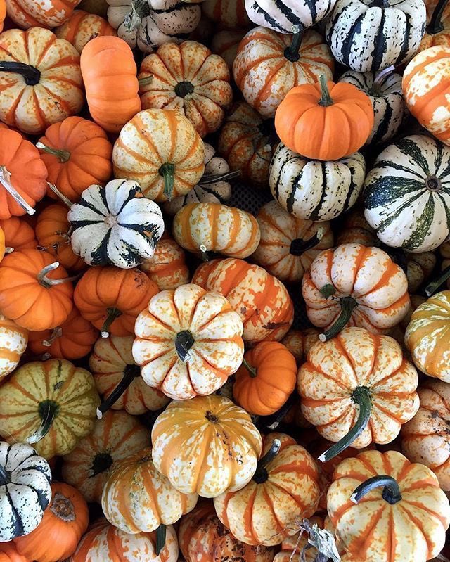 🍁🍂 Eylül ayı beklediği tüm haberleri, mutlulukları, güzellikleri, adımları, iyilikleri ve mutluluk dolu aşkı getirsin. 🍂🍁

Beğenen, rt yapan ve beni takip edenler için geçerlidir. 🫶🏻✨