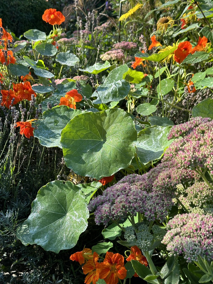 staithesartist's tweet photo. Colours of #Autumn my #briskwalk was round the #garden enjoying the warm sun https://t.co/EnQg8VkcEy