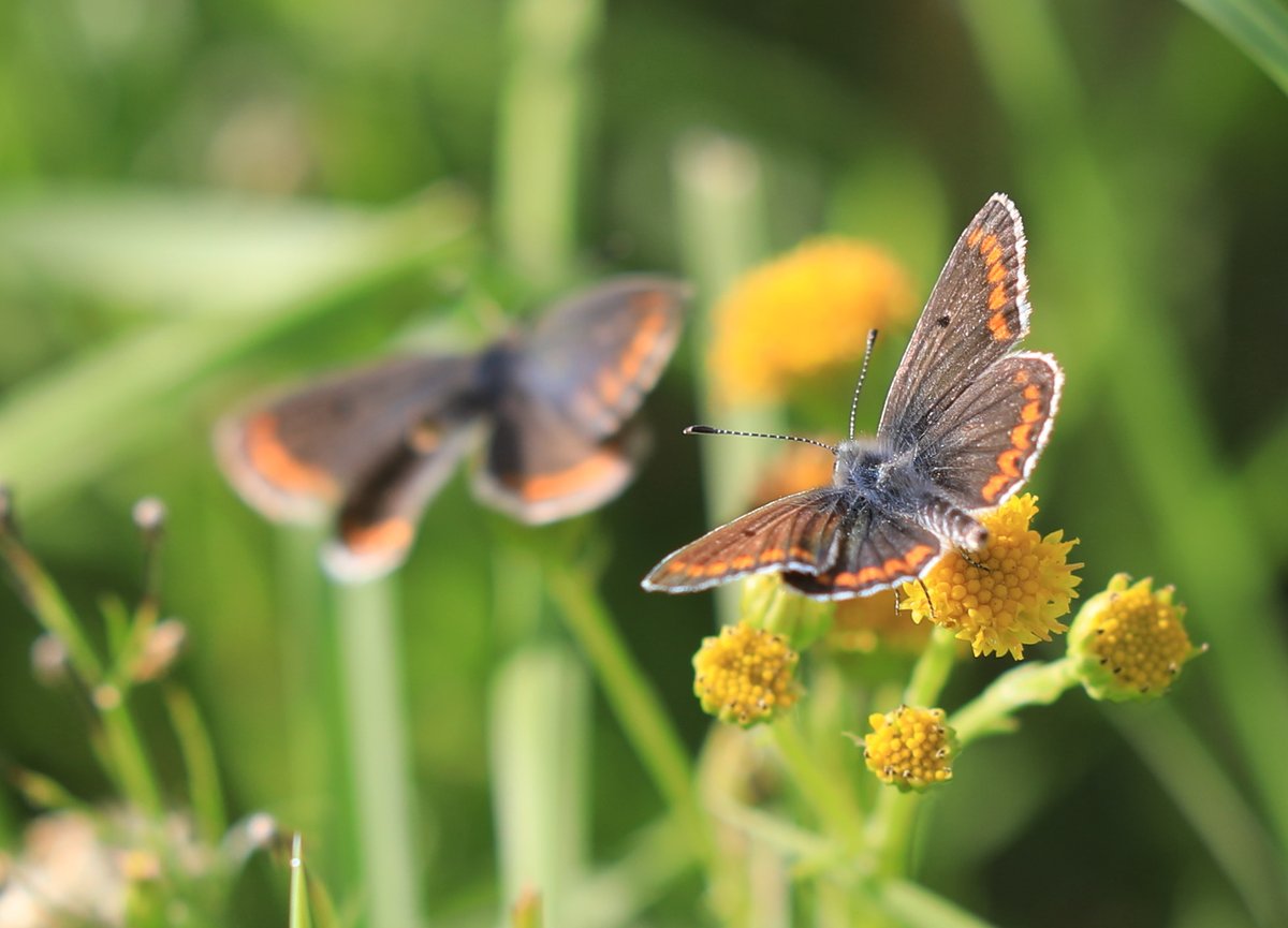 FeikjeBreimer's tweet photo. Een prachtige dag om nieuwe Bruin Blauwtjes te maken. @vlinderNL https://t.co/lJ1EE2bmau