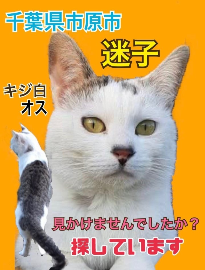 <a href="/7551111/">紛れた猫</a> 紛れた猫様より
【和樹くん　…#キジシロ　#キジ白　＃しっぽまっすぐで長い　#オス　#千葉県　#市原市　#市原　#犬成　#喜多　#長柄町　#長柄　#湿津　背中としっぽはキジトラ柄　角度によって見える印象と柄が違う子です　繋がりますように】

和樹のツイート本日もありがとうございます🐱🙇🐶🍀💛