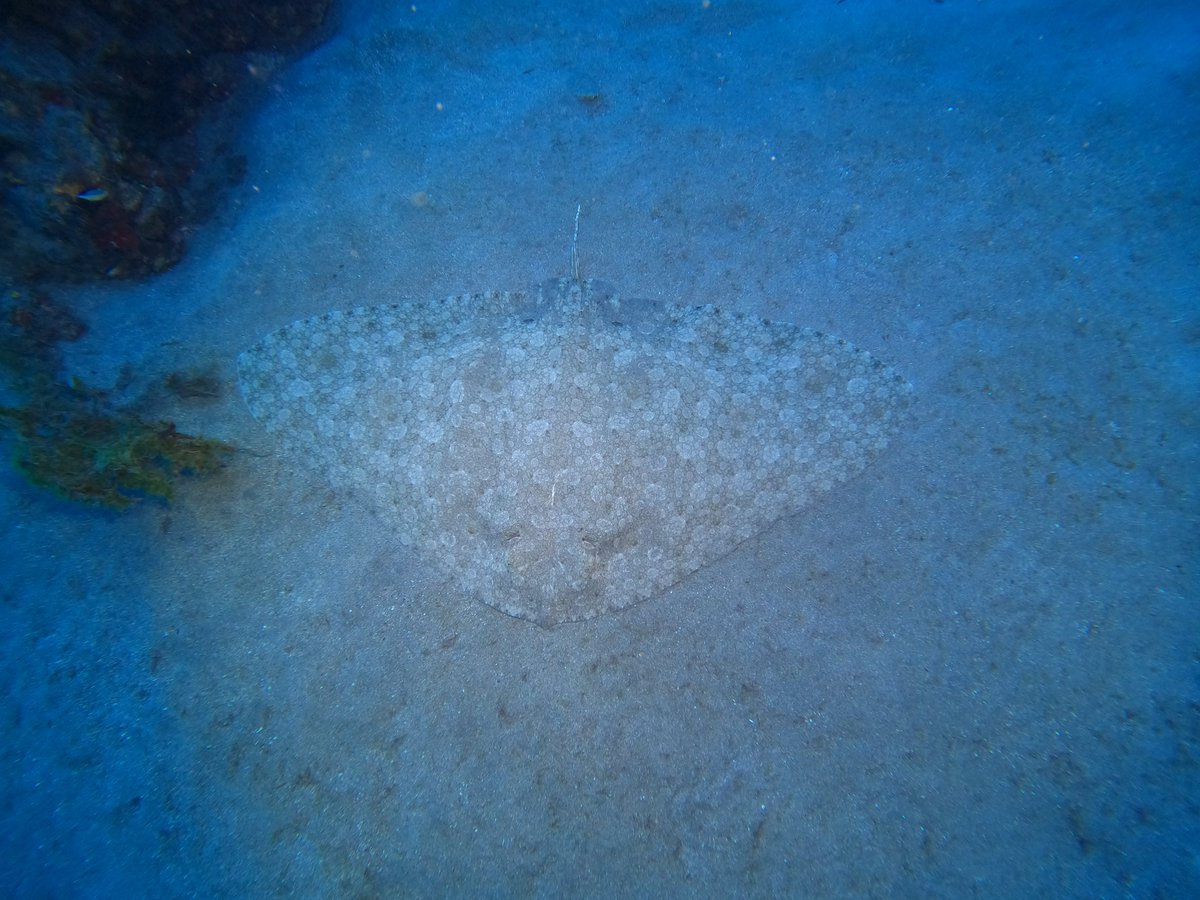 LanzaroteDiveCentre tweet media