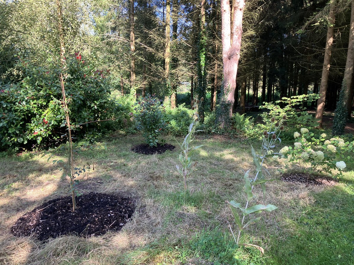 InfocusWestHill's tweet photo. It was great to see some of my #volunteers return after summer holidays &amp; do good works - tidying up circles round specimen shrubs. We are always looking for #volunteers to help maintain site https://t.co/fvhbvxF3yn