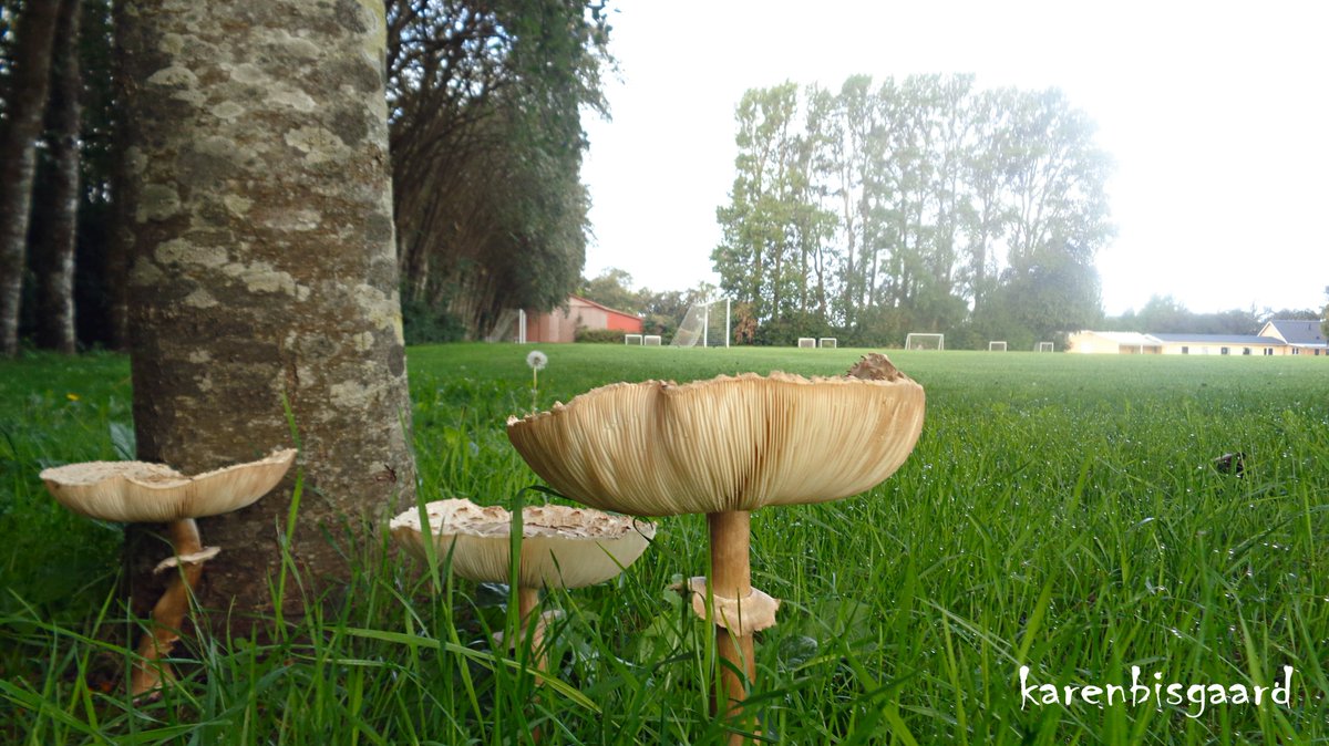 KarenBisgaard1's tweet photo. https://t.co/XEUtzM5wwA
#parasolmushrooms #sportsarea #autumn2023 https://t.co/kSl2Onk0ca