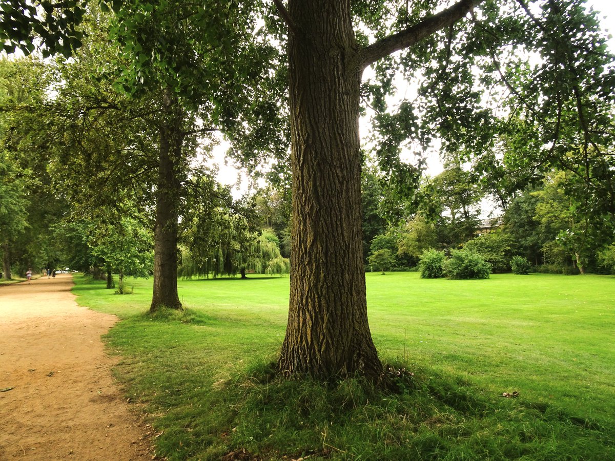 pac1610's tweet photo. Walking through #ChristChurchMeadows in #Oxford last week on #ThickTrunkTuesday! ππ³ππ³π @ThePhotoHour #trees #treephotography #TwitterNaturePhotography https://t.co/gEkW29j9Kl