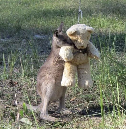 The story of 'Doodlebug', an orphaned baby kangaroo who was found on the side of the road, a little baby about two months old.

Tim Beshara and his mum Gillian Abbott who is a wildlife caretaker took care of him, and gave him a teddy bear for comfort, and he wouldn't stop hugging