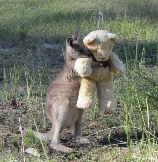 sciencegirl's tweet photo. The story of 'Doodlebug', an orphaned baby kangaroo who was found on the side of the road, a little baby about two months old.

Tim Beshara and his mum Gillian Abbott who is a wildlife caretaker took care of him, and gave him a teddy bear for comfort, and he wouldn't stop hugging it.

📸Tim Beshara