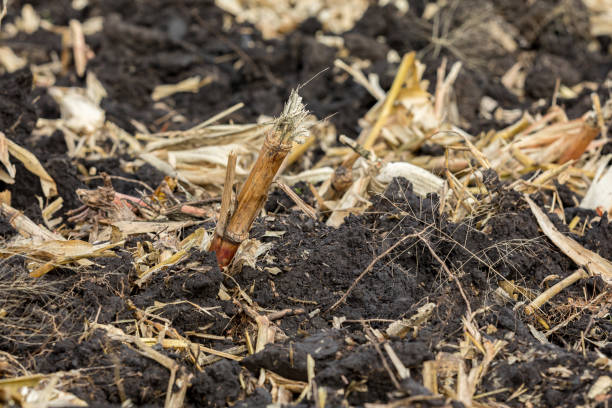 _futurefarm's tweet photo. Did you know that Crop residue management is a crucial aspect of #SustainableAgriculture .Integrating #cropresidue into farming practices aligns with #sustainableprinciples that promote long-term productivity while minimizing negative environmental impacts
#fftuesdaytips #acs2023 https://t.co/vdGg3WwD2z