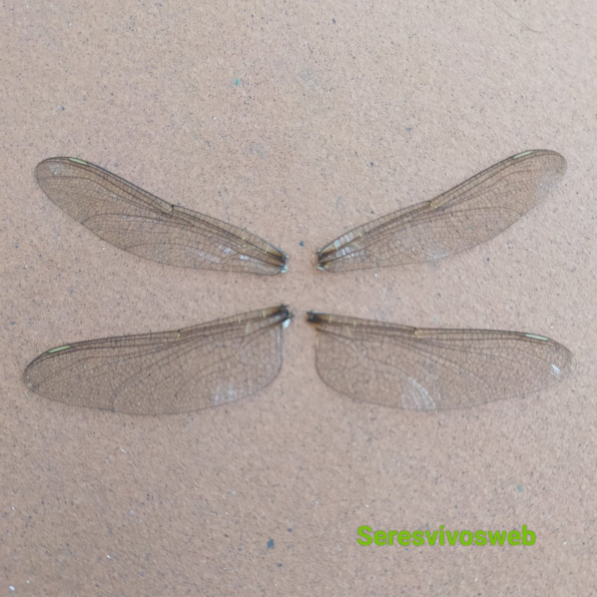 Algún murciélago cenó delante de mi puerta a un pobre caballito del diablo y esto fue todo lo que quedó. A ver si no fue un murciélago...

#insectos #entomologia #fauna #Biodiversidad #Vida #naturaleza #natural #medioambiente #Curiosidades #FOTO #FOTOS #fotografia #fotografias