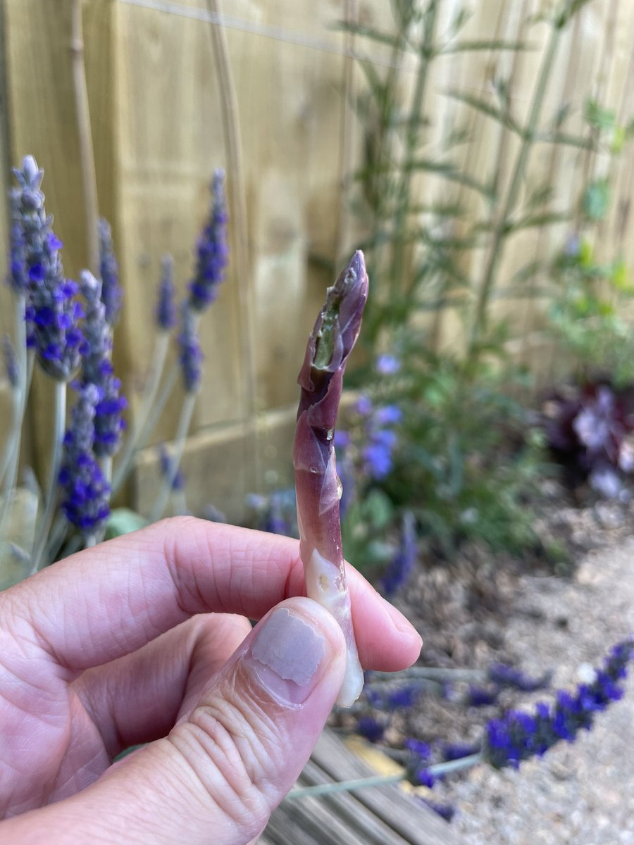 afalserelation's tweet image. 2023 has been horrendous (and somehow worse than 2021 and 2022 which, if you know, is just 😭)

But it is also the year that I finally, finally managed to grow an asparagus spear. It might have been stumpy, woody, and snail nibbled, but I am taking every single tiny win.