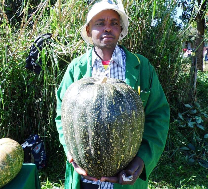 MpondaSabinus's tweet image. Pumpkin farming.