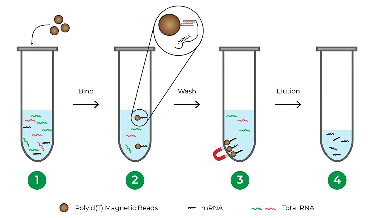 clincgenetics's tweet photo. RNA analysis in clinical genetics research is a crucial component of studying the role of genes in health and disease. It involves the examination of RNA molecules, which play essential roles in gene expression and regulation.
#genetic #heredity #genes #genomics #RNAAnalysis https://t.co/wI85cjoKOa