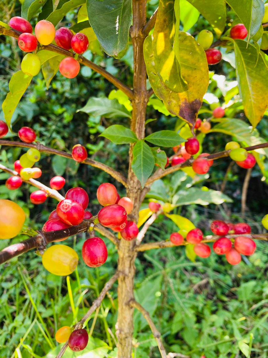 rhumbishop's tweet photo. Well is not the growing of coffee not amazing. Arabica coffee is rich and quite robust. 
#Coffee #CoffeeLover #coffeeaddict https://t.co/B6rQqXque6