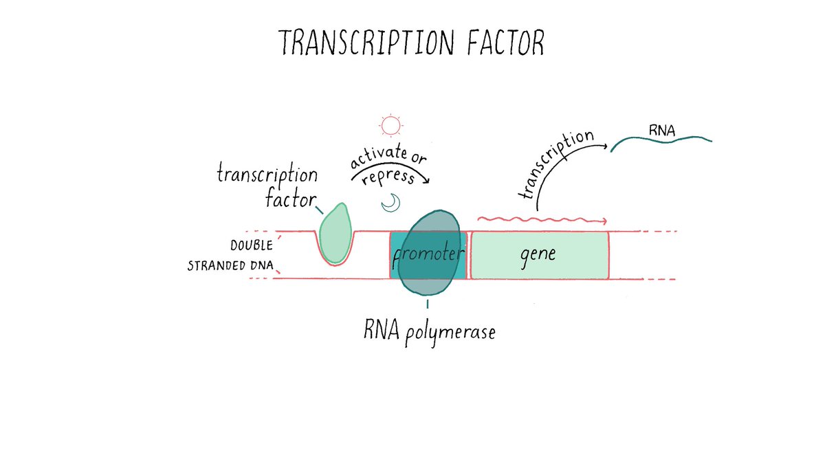 AAGMBJ's tweet photo. Transcription factors are the conductors of the genetic orchestra 🧬🎶 They regulate gene expression, telling our DNA when to play specific tunes. Understanding these molecular maestros unlocks the secrets of life! 🔬 #TranscriptionFactors #Genetics #Science https://t.co/oue3x2E8Bi