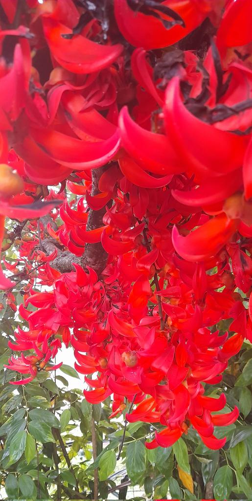 tongamp_g's tweet photo. Trees and Flowers🥀🍁 #flameflower #redflower🥀🍁🌺⚘🌷 https://t.co/WOShLYBoro