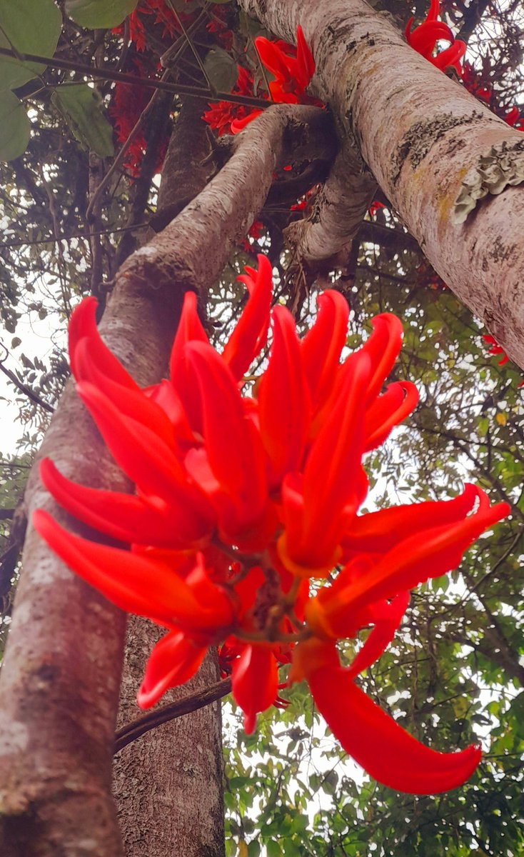 tongamp_g's tweet photo. Trees and Flowers🥀🍁 #flameflower #redflower🥀🍁🌺⚘🌷 https://t.co/WOShLYBoro