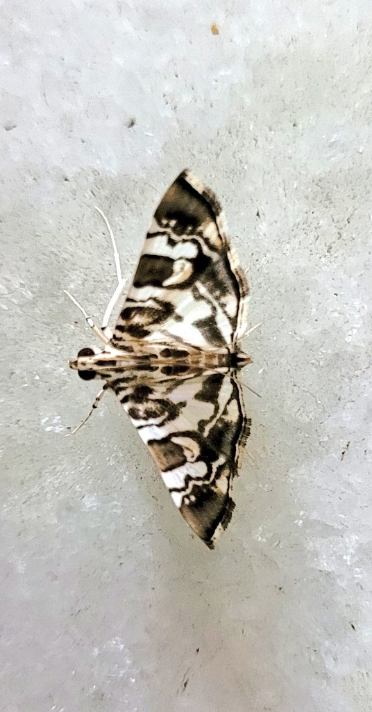 Bhrigzz's tweet photo. A moth for TitliTuesday. 
IndiAves.. any official record of moths from Delhi? https://t.co/qYeuVmeGiO