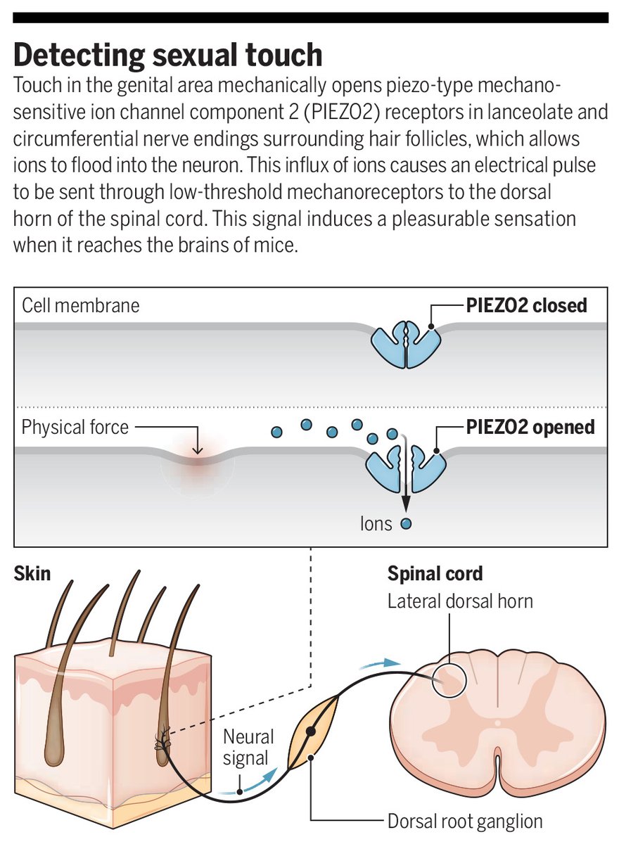 ScienceMagazine's tweet photo. New research in Science reveals the necessity of the mechanoreceptor PIEZO2 for sexual touch and copulation in mice and humans.

Learn more ⬇️
📄: https://t.co/D88JWWuwT6
#SciencePerspective: https://t.co/Bhg1x9mypy https://t.co/epNkEAjr5V