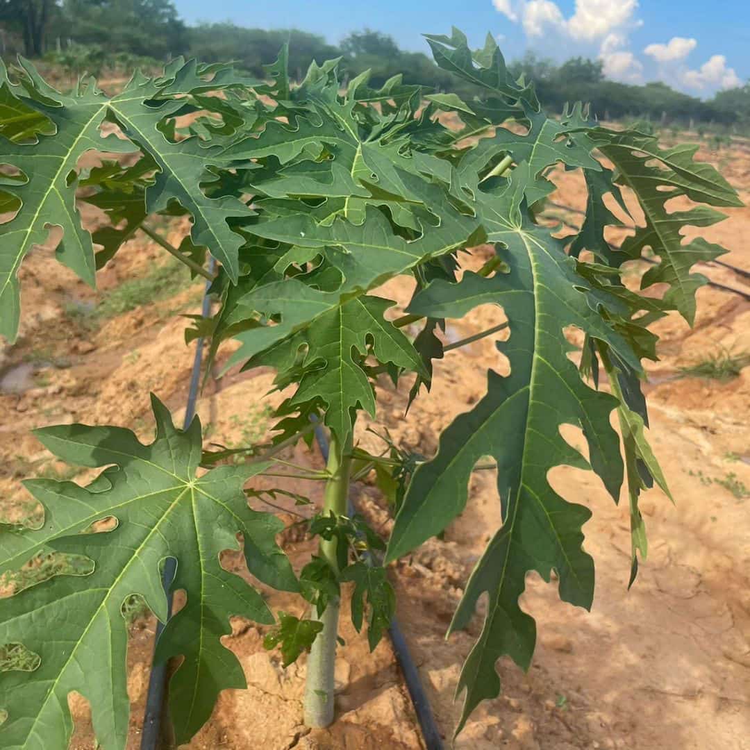 demi_farm's tweet image. How long does pawpaw take to mature in your area?

#pawpaw #fruits #fruit