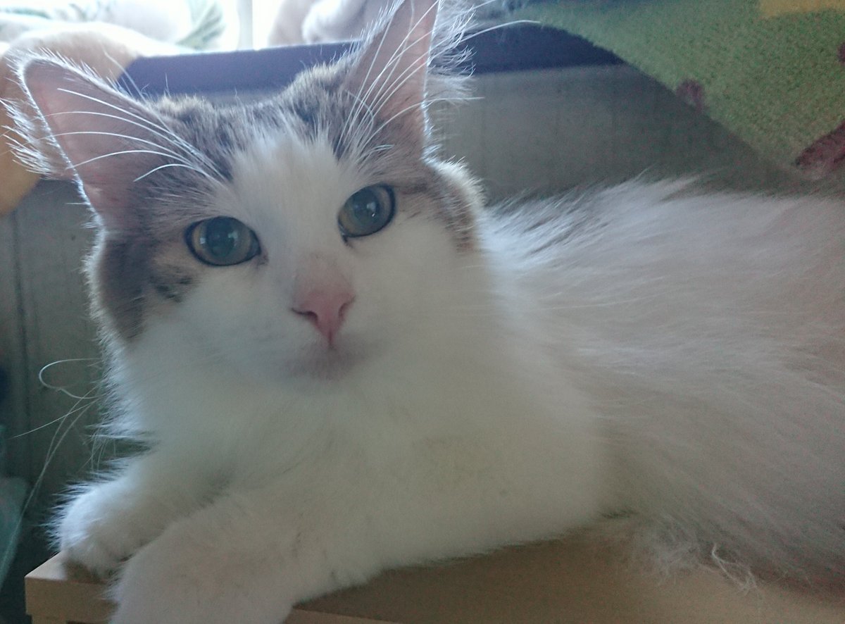 kikiにゃん tweet media