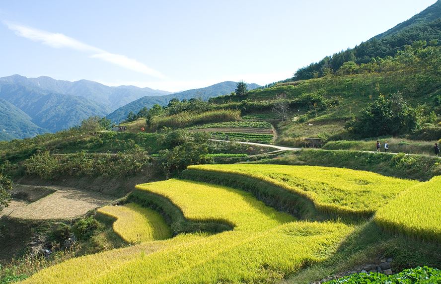 지리산 둘레길의 들녘