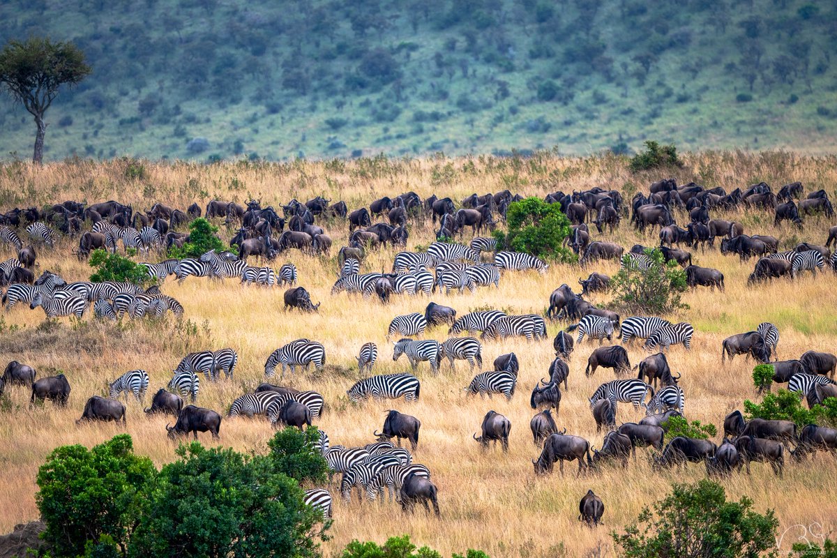 A canvas of gold, gently lit up by the sun; some greens, both bright and muted; and a collaboration of black, white, and warm shades of grey. A tranquil pause in a journey that is the Great Migration.