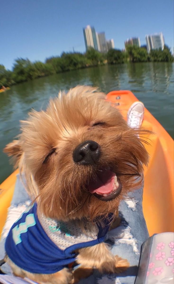 💖 (@twaniimals) on Twitter photo 