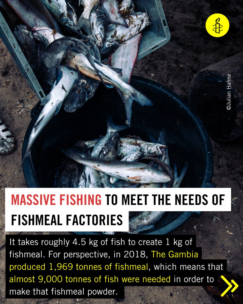 amnestyghana's tweet photo. Amnesty International conducted extensive research in Sanyang and Banjul from June 2021 to April 2022. The investigation aimed to examine the human rights impact of overfishing in Sanyang and the role of fishmeal factories.

#ACW23 
#CLIMATEJUSTICENOW
#amnestyghana https://t.co/MKdsG75GSZ